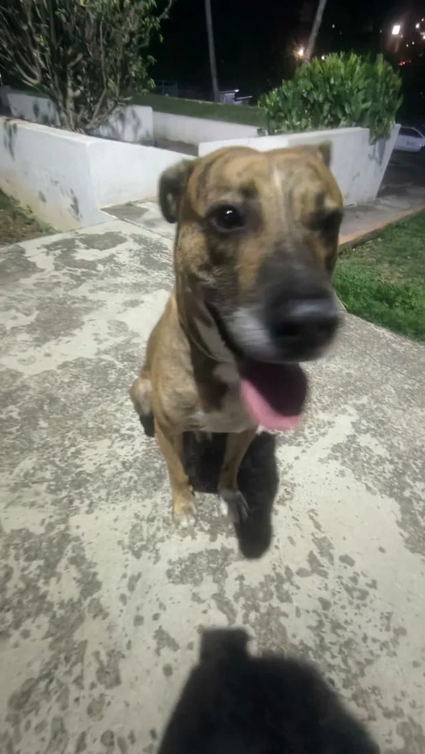 Cachorro raça SRD-ViraLata idade 5 anos nome Rajado