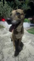 Rajado