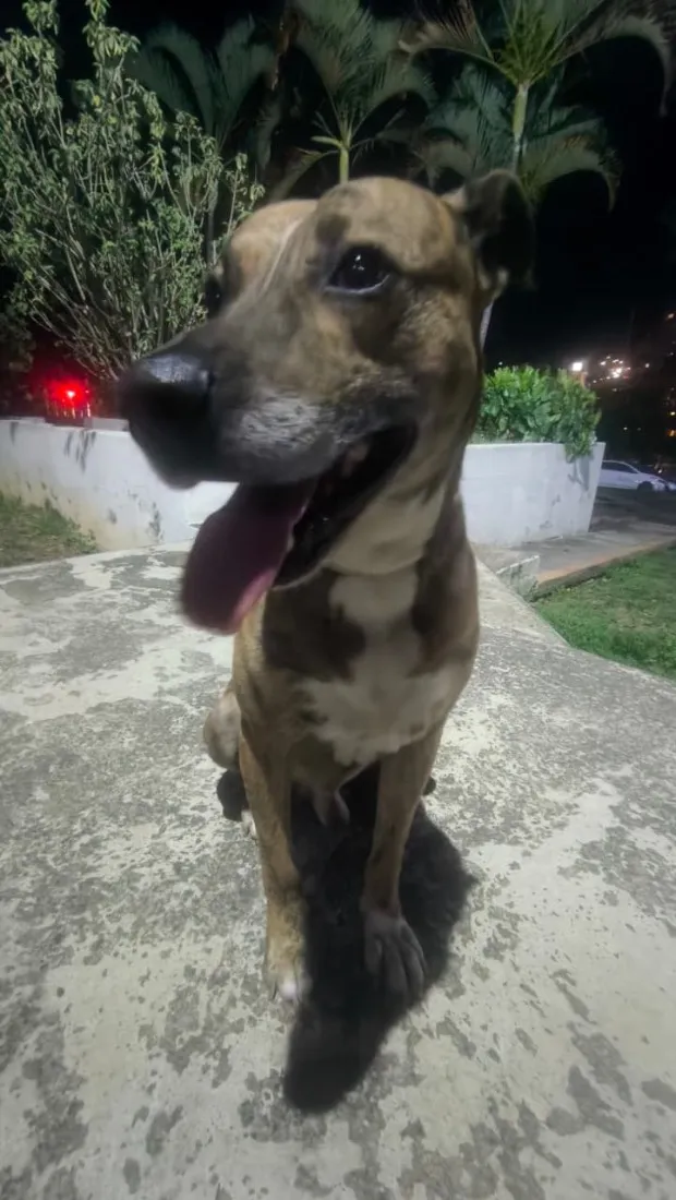 Cachorro raça SRD-ViraLata idade 5 anos nome Rajado