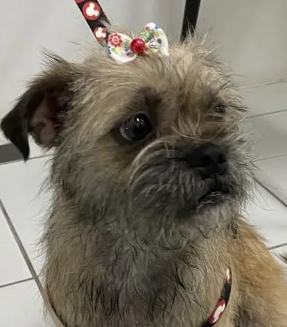 Cachorro raça SRD-ViraLata idade 1 ano nome Mel
