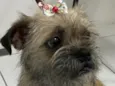 Mel
