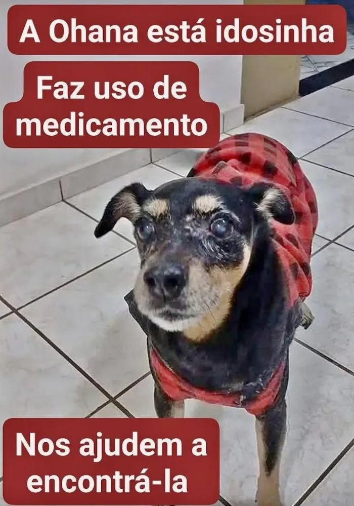 Cachorro raça SRD-ViraLata idade 6 ou mais anos nome Ohana