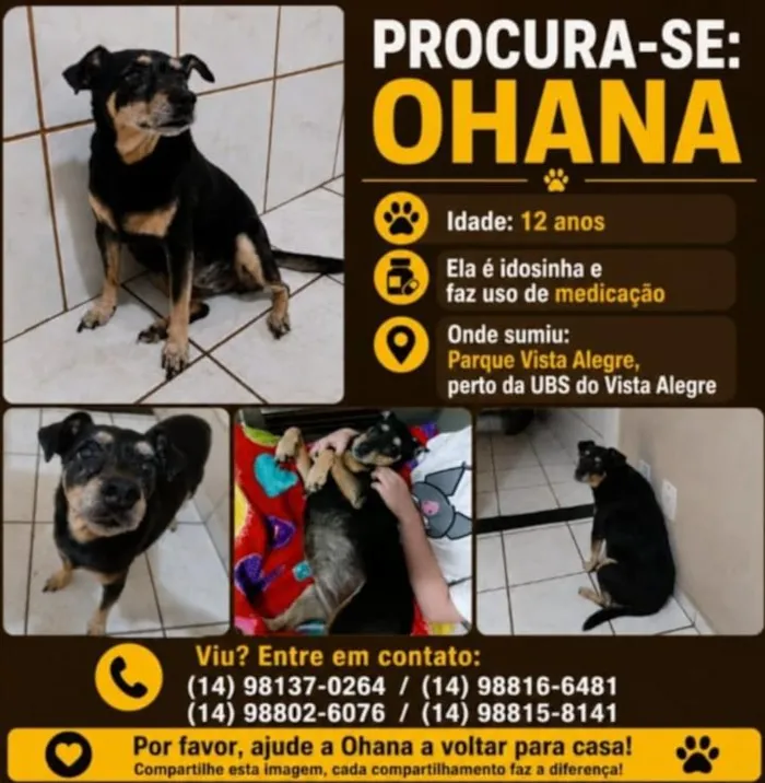 Cachorro raça SRD-ViraLata idade 6 ou mais anos nome Ohana