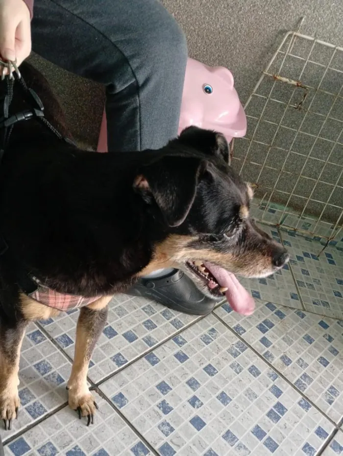 Cachorro raça SRD-ViraLata idade 6 ou mais anos nome Ohana