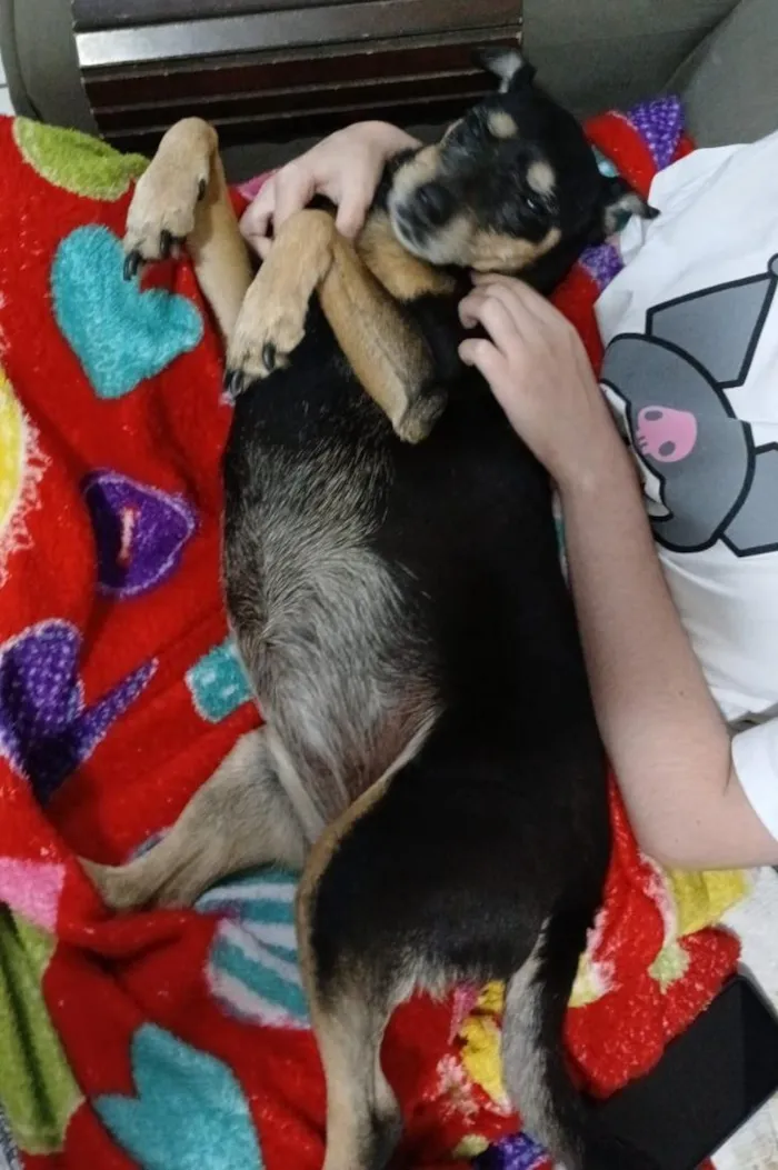 Cachorro raça SRD-ViraLata idade 6 ou mais anos nome Ohana