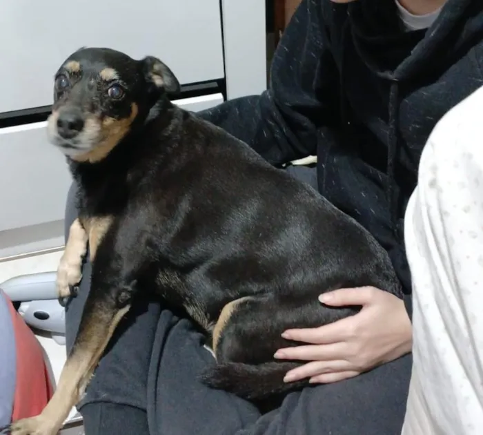 Cachorro raça SRD-ViraLata idade 6 ou mais anos nome Ohana