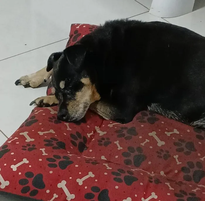 Cachorro raça SRD-ViraLata idade 6 ou mais anos nome Ohana