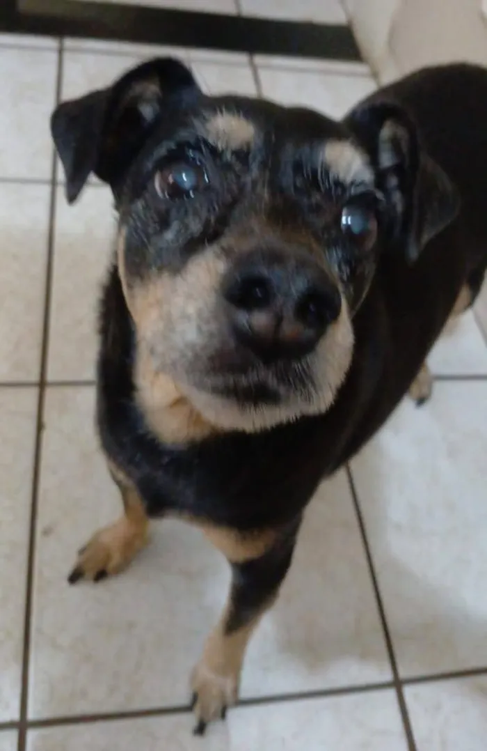 Cachorro raça SRD-ViraLata idade 6 ou mais anos nome Ohana