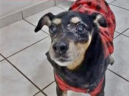 Cachorro raça SRD-ViraLata idade 6 ou mais anos nome Ohana