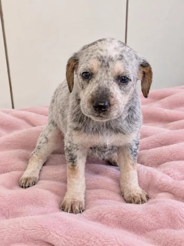 Cachorro raça SRD-ViraLata idade 2 a 6 meses nome Sushi