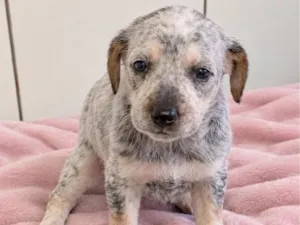 Cachorro raça SRD-ViraLata idade 2 a 6 meses nome Sushi