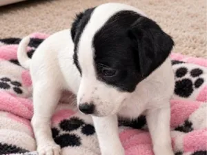 Cachorro raça SRD-ViraLata idade Abaixo de 2 meses nome Bella