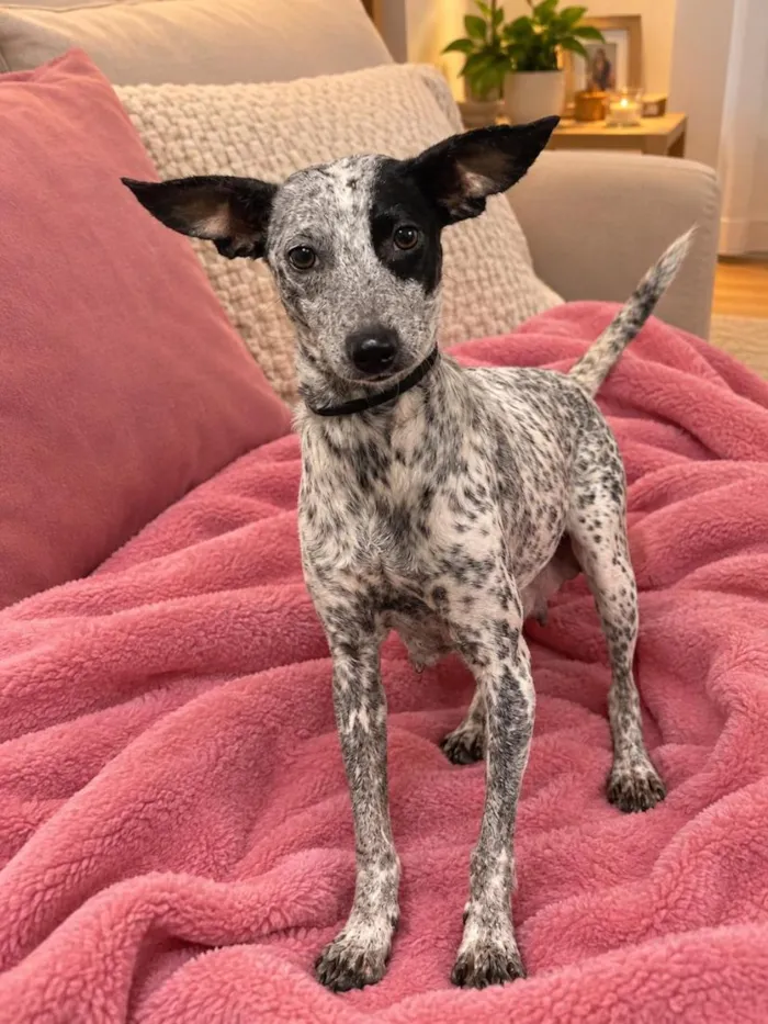 Cachorro raça SRD-ViraLata idade 2 a 6 meses nome Penélope