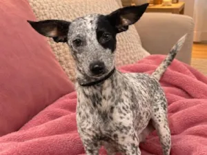 Cachorro raça SRD-ViraLata idade 2 a 6 meses nome Penélope