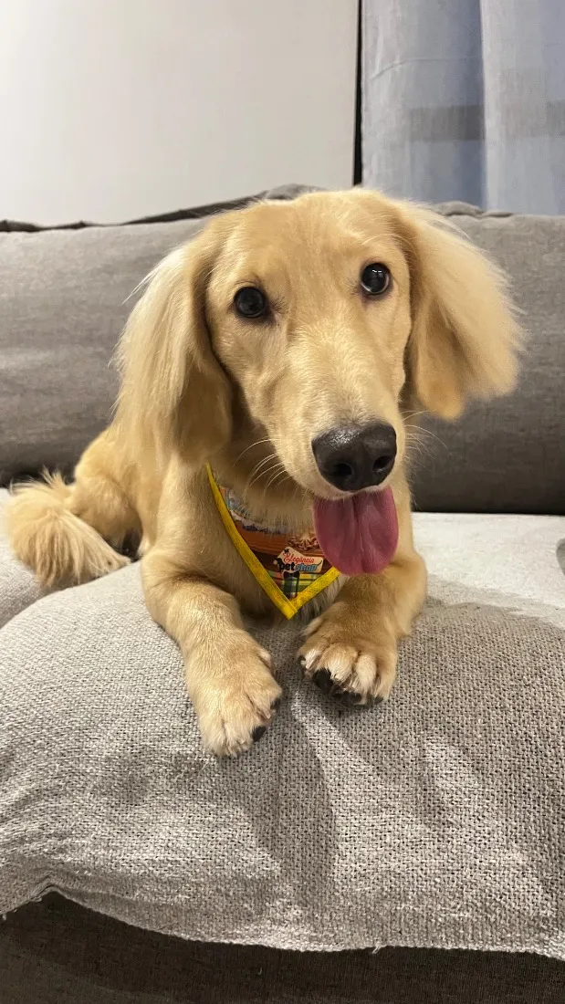 Cachorro raça Basset-Cofap idade 2 anos nome Frederico
