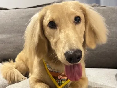 Cachorro raça Basset-Cofap idade 2 anos nome Frederico