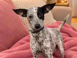 Cachorro raça SRD-ViraLata idade 2 a 6 meses nome Penélope