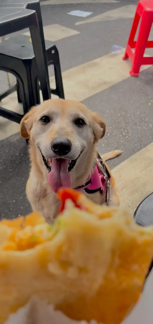 Cachorro raça SRD-ViraLata idade 6 ou mais anos nome Layla