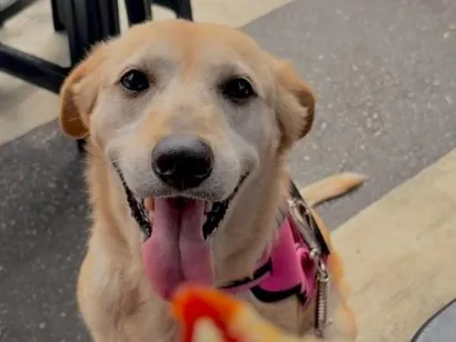 Cachorro raça SRD-ViraLata idade 6 ou mais anos nome Layla