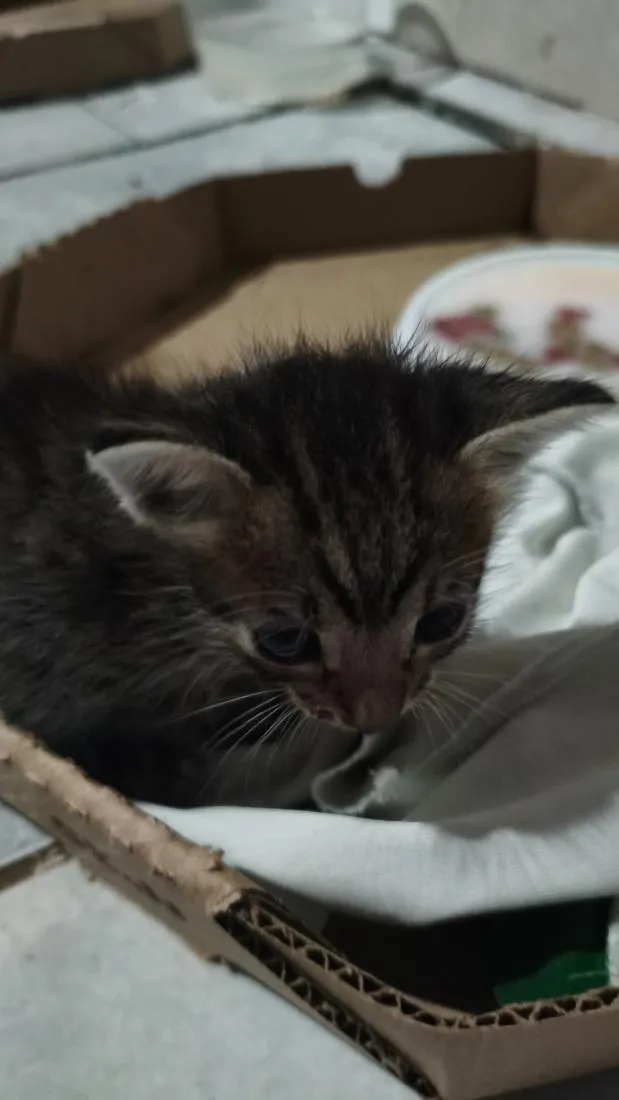 Gato raça SRD-ViraLata idade Abaixo de 2 meses nome sem nome 