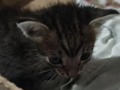 Gato raça SRD-ViraLata idade Abaixo de 2 meses nome sem nome 