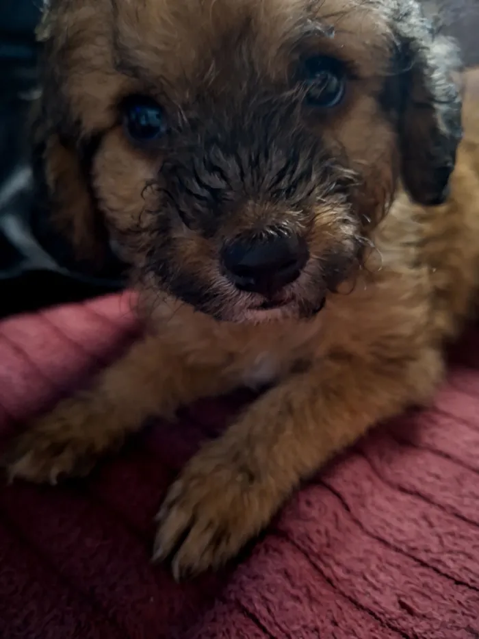 Cachorro raça SRD-ViraLata idade 2 a 6 meses nome Glória 