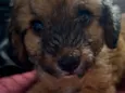 Glória 