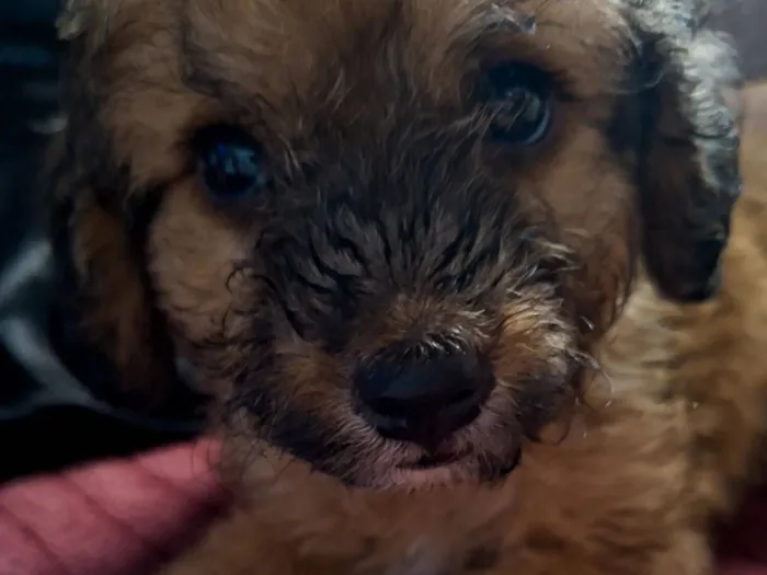 Cachorro raça SRD-ViraLata idade 2 a 6 meses nome Glória 