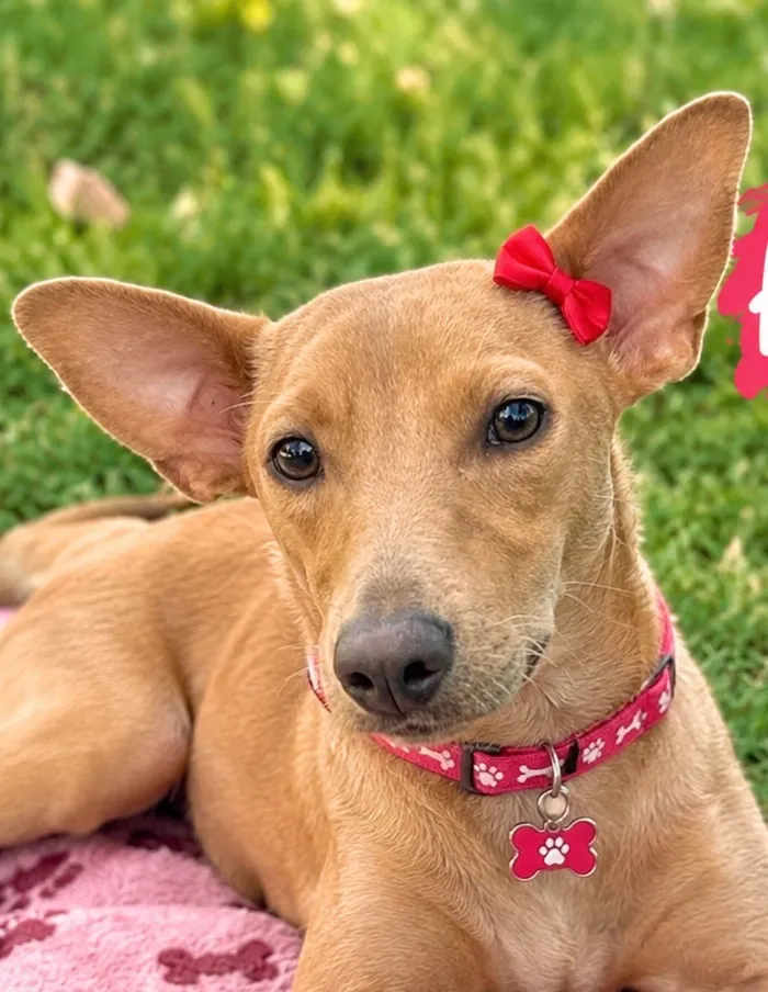 Cachorro raça SRD-ViraLata idade 7 a 11 meses nome Filhote 