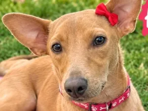 Cachorro raça SRD-ViraLata idade 7 a 11 meses nome Filhote 