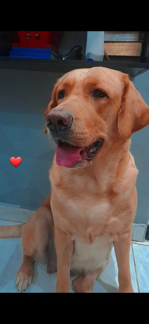 Cachorro raça Labrador idade 6 ou mais anos nome Kiara
