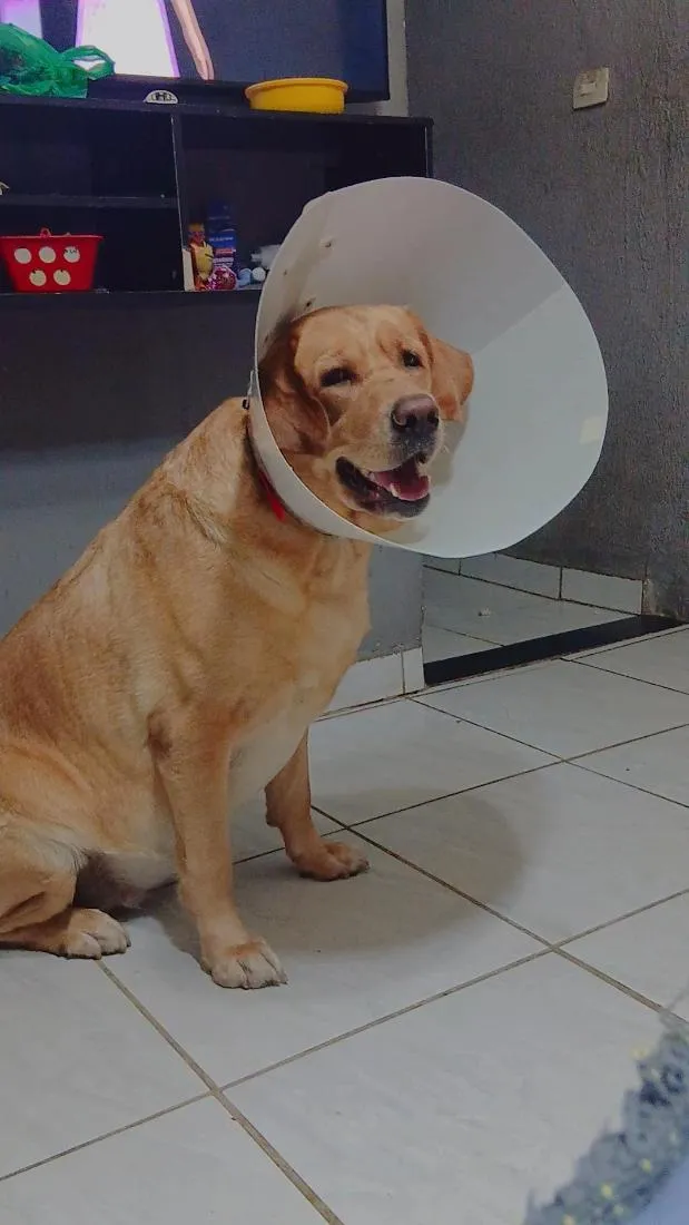Cachorro raça Labrador idade 6 ou mais anos nome Kiara
