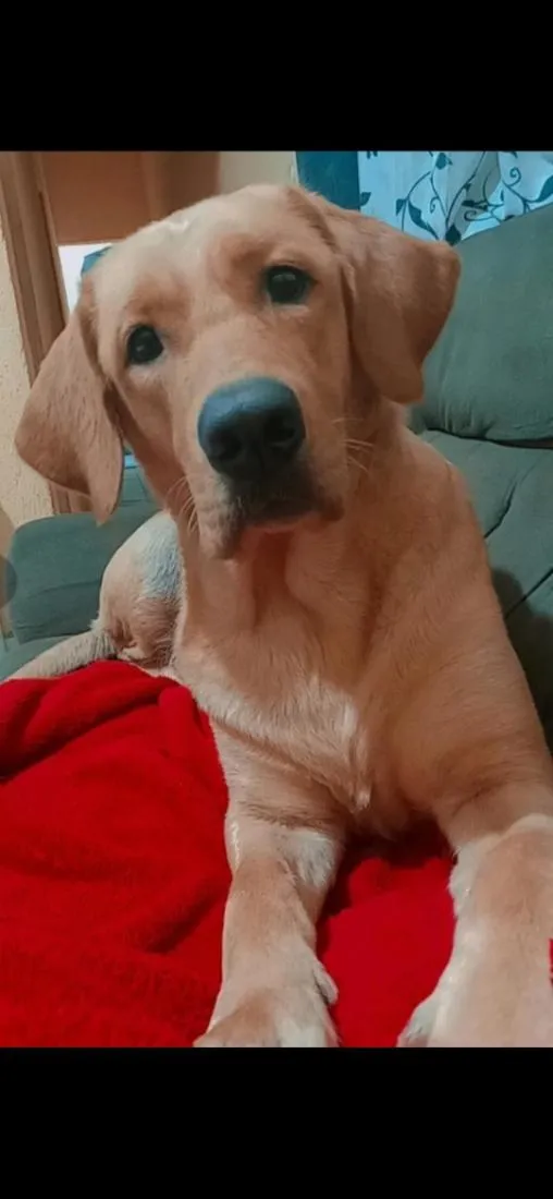 Cachorro raça Labrador idade 6 ou mais anos nome Kiara