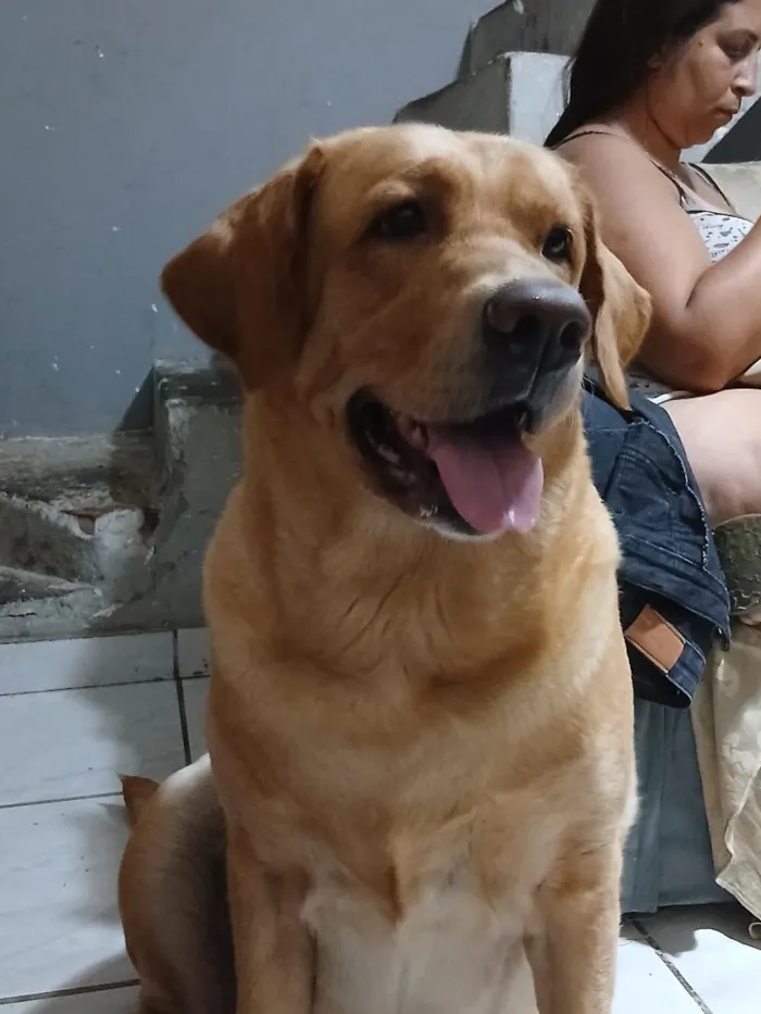 Cachorro raça Labrador idade 6 ou mais anos nome Kiara