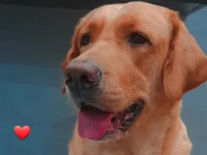 Cachorro raça Labrador idade 6 ou mais anos nome Kiara