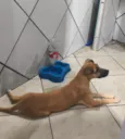 mel