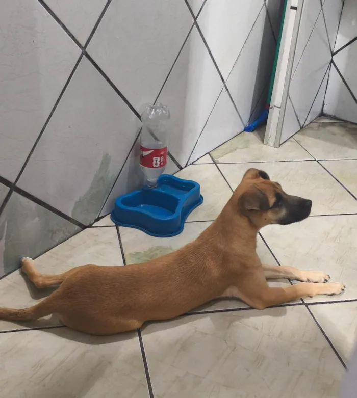 Cachorro raça SRD-ViraLata idade 2 a 6 meses nome mel