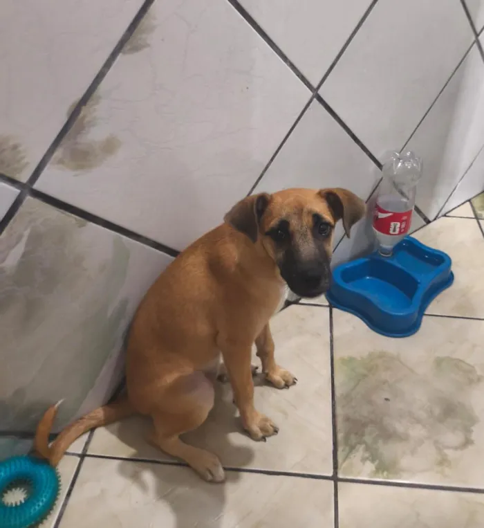 Cachorro raça SRD-ViraLata idade 2 a 6 meses nome mel