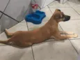 mel