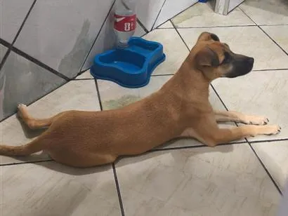 Cachorro raça SRD-ViraLata idade 2 a 6 meses nome mel