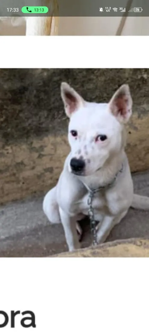 Cachorro raça Pastor Alemão idade 1 ano nome Pandora