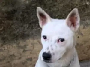 Cachorro raça Pastor Alemão idade 1 ano nome Pandora