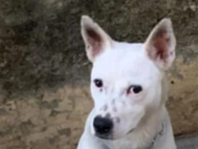 Cachorro raça Pastor Alemão idade 1 ano nome Pandora