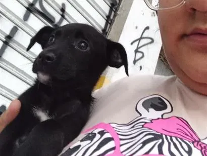 Cachorro raça SRD-ViraLata idade 2 a 6 meses nome não tem nome 