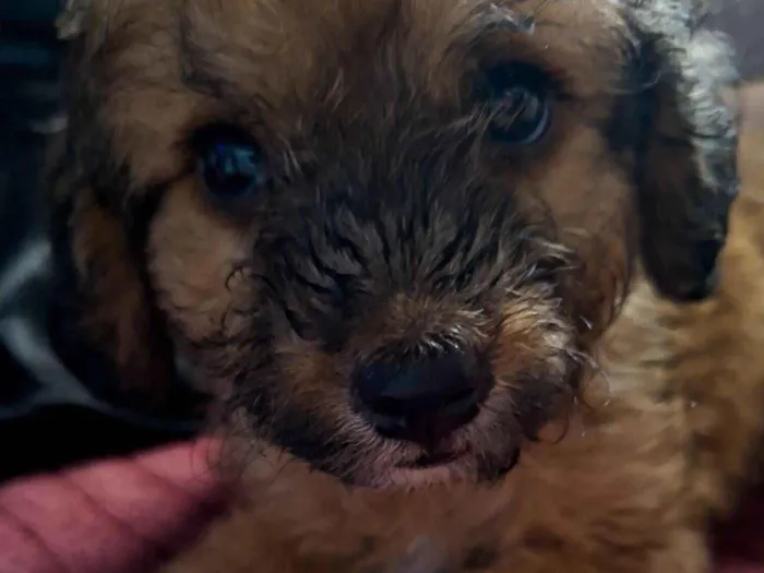 Cachorro raça SRD-ViraLata idade 2 a 6 meses nome Glória 