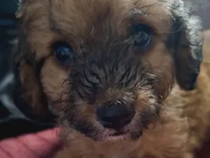 Cachorro raça SRD-ViraLata idade 2 a 6 meses nome Glória 