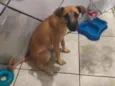 mel