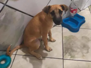 Cachorro raça SRD-ViraLata idade 2 a 6 meses nome mel