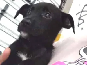 Cachorro raça SRD-ViraLata idade 2 a 6 meses nome não tem nome 