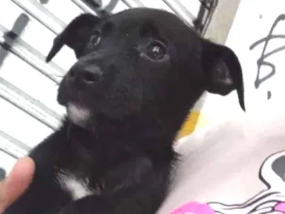 Cachorro raça SRD-ViraLata idade 2 a 6 meses nome não tem nome 